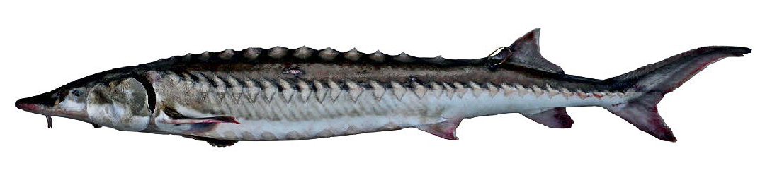 Acipenser sturio_0012